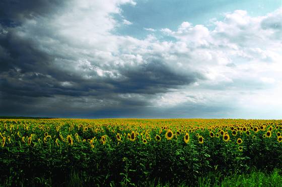 Kansas_sunflowers