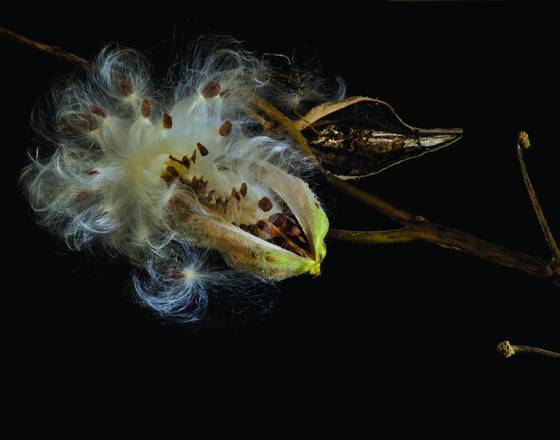 Milkweed_pod