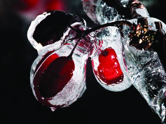 Red_berries