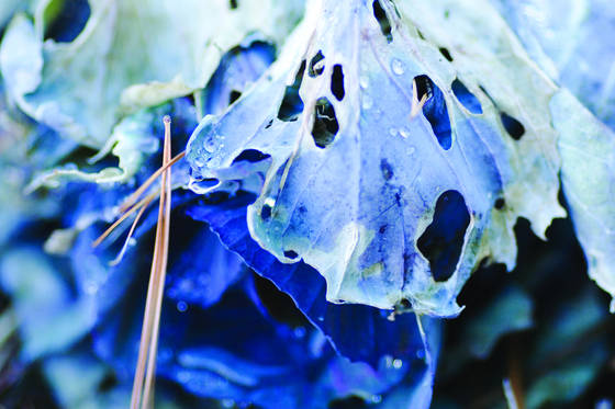Cabbage_2