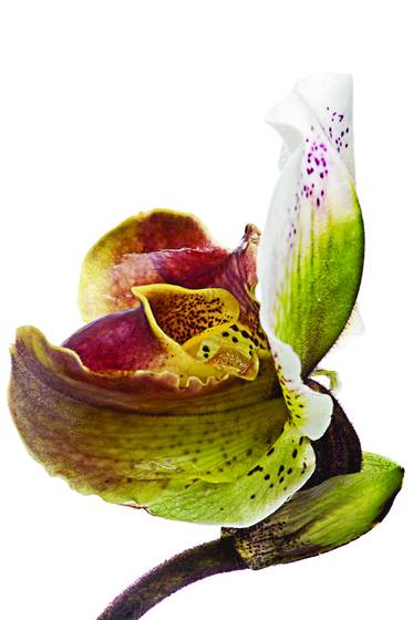 Orchid_on_white
