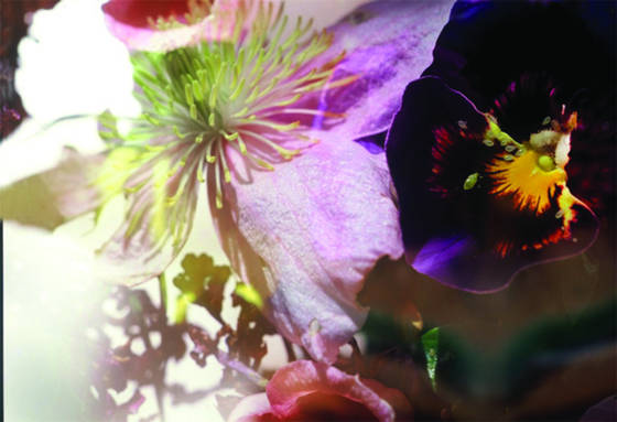 Still_life_with_shadow_and_insects