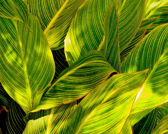 Waves_of_green__2