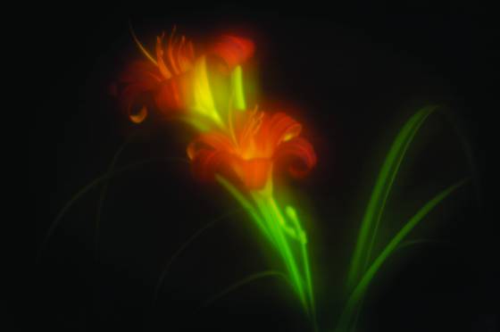 Lensbaby_lily