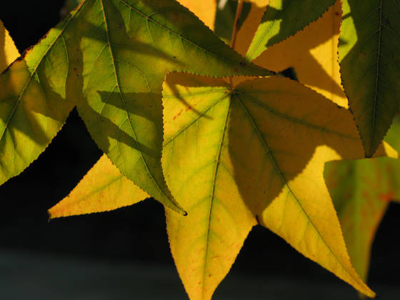 Fall