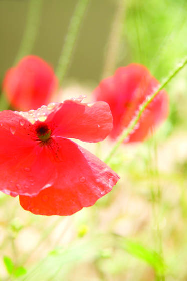 Poppies_from_heaven