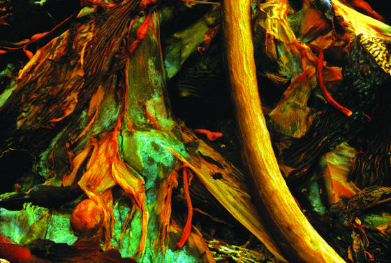 Point_lobos_seaweed_1