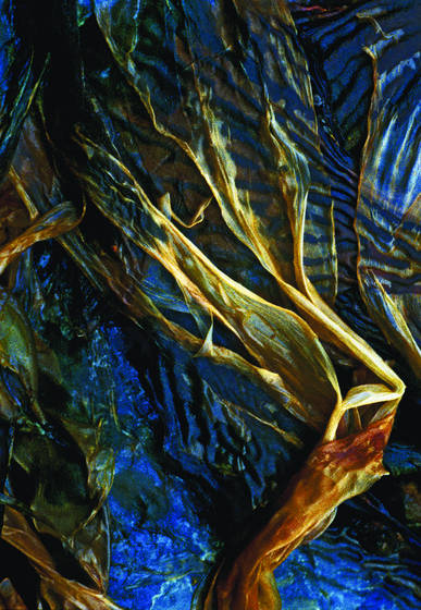 Point_lobos_seaweed_2