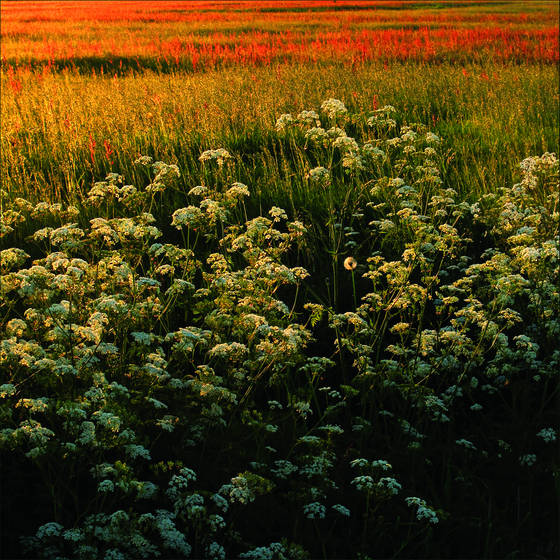 Plants_1