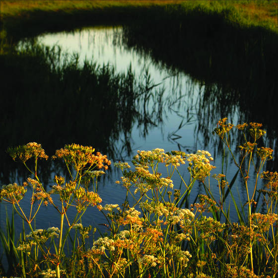 Plants_2