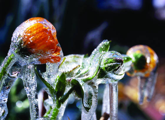 Frozen__flower_4