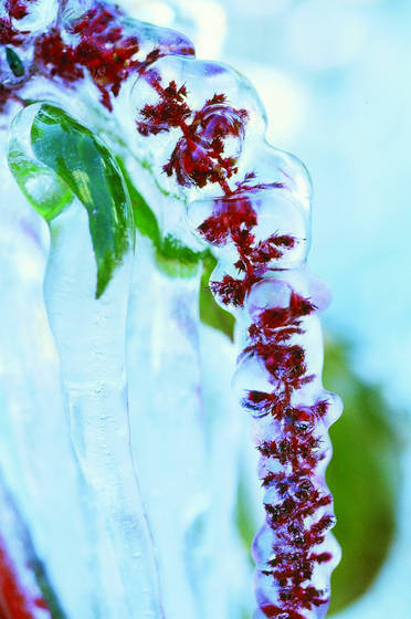 Frozen_flower_1