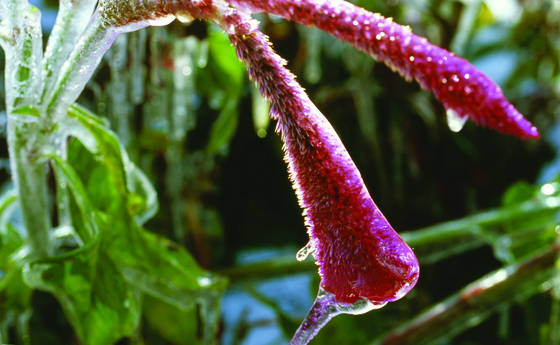 Frozen_flower_2