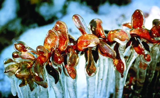 Frozen_flower_3