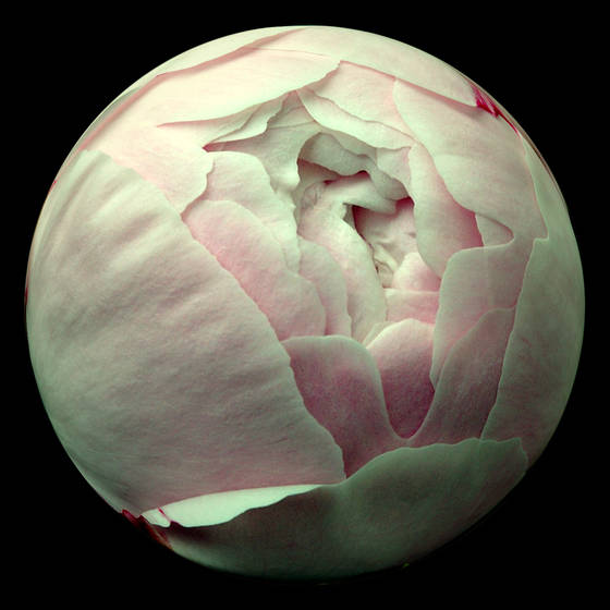 Peony__1