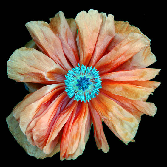 Poppy