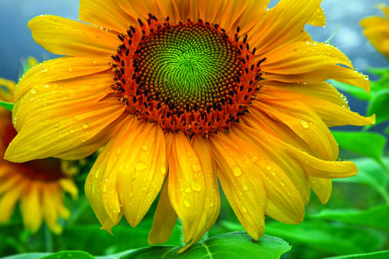 Raindrops_on_sunflower