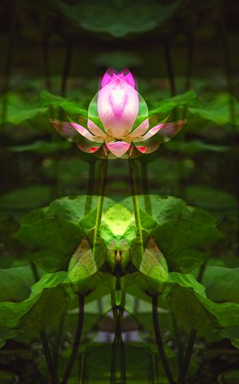 Lotus_offering