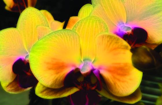 Night_orchids