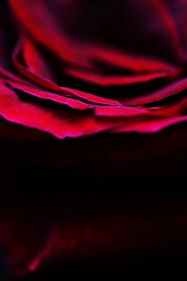 Red_rose