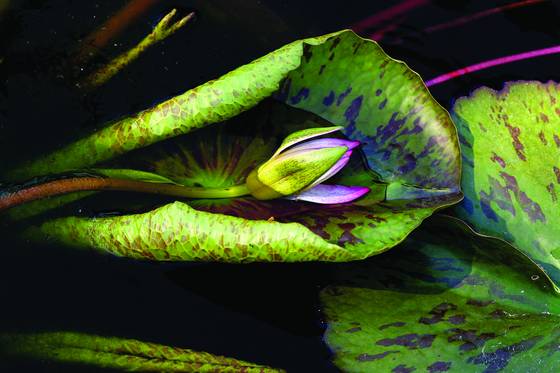Lotus_in_bloom