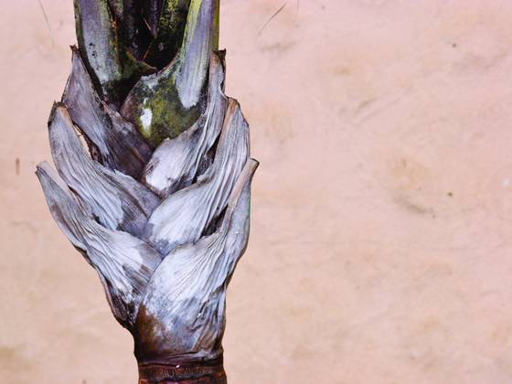 Palm_tree