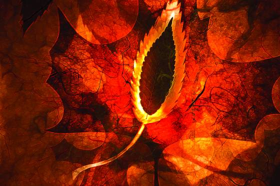 Red_leaf