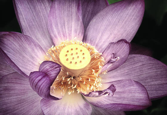 Lotus