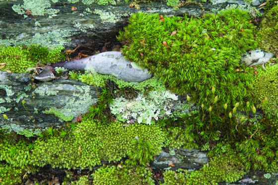 Miniature_garden