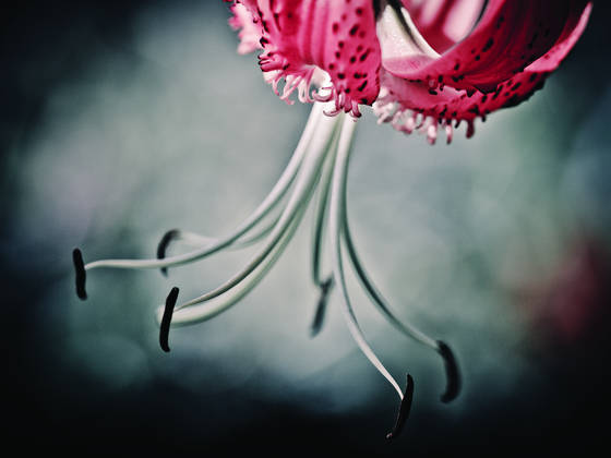 Gothic_lily