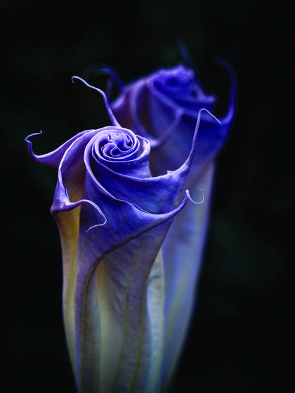 Purple_swirls