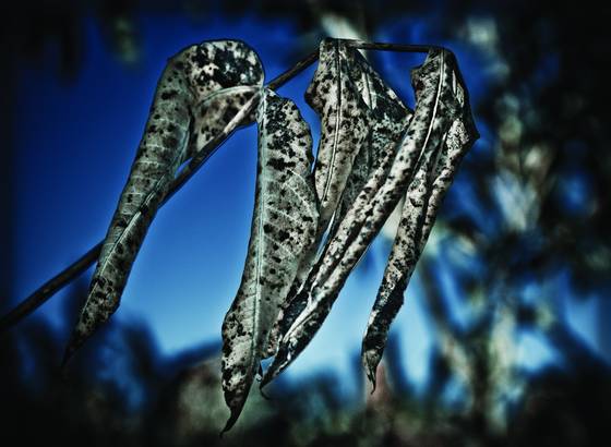 Waning_1
