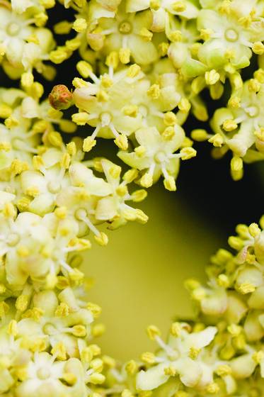 Hoag_yellow
