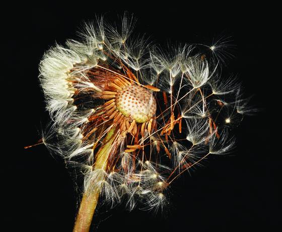 Dandelion