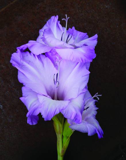 Flower_001