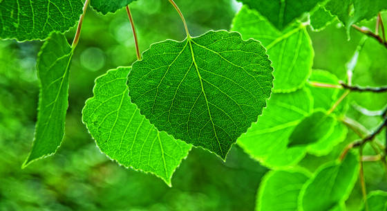 Quaking_aspen