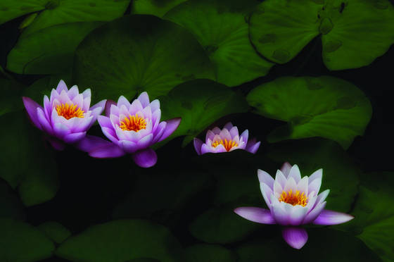 Waterlilies