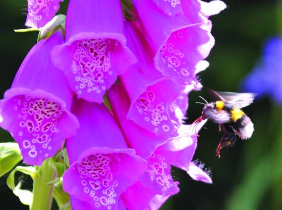 Bee_on_foxglove