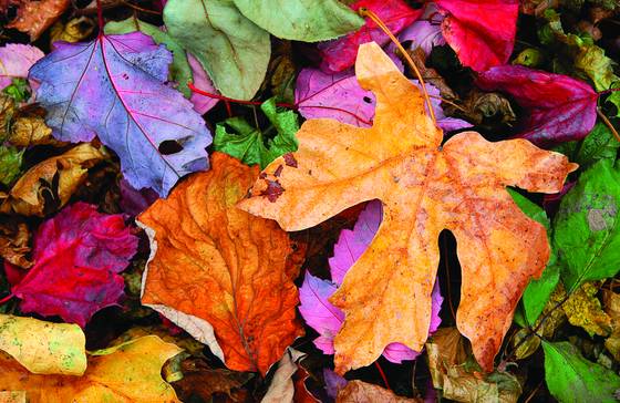 Autumn_leaves