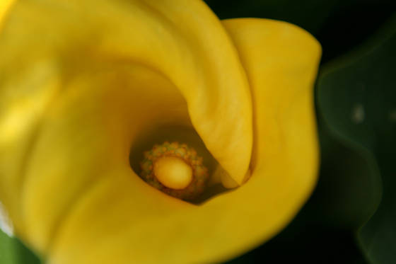 Calla_lily