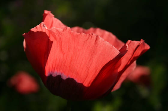 Poppy