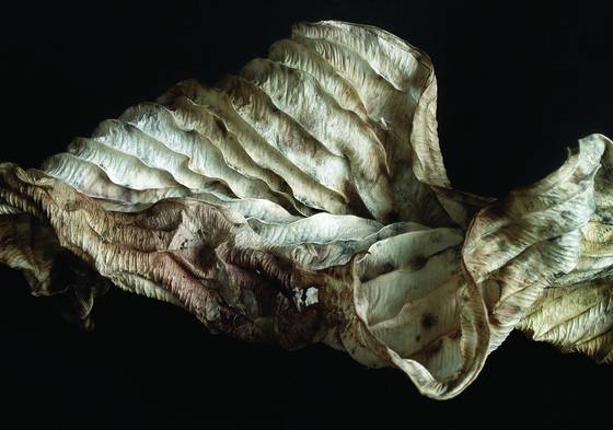 Hosta_leave_2