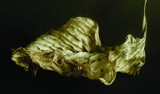 Hosta_leave_3