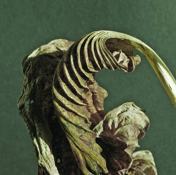 Hosta_leave_4