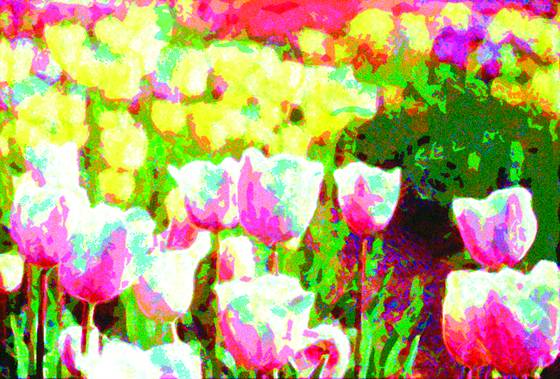 Tulip_1