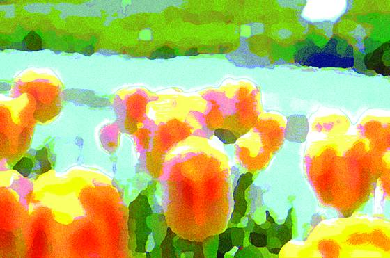 Tulip_2