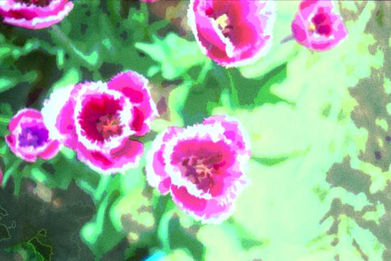 Tulip_3