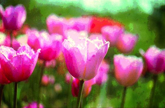 Tulip_4