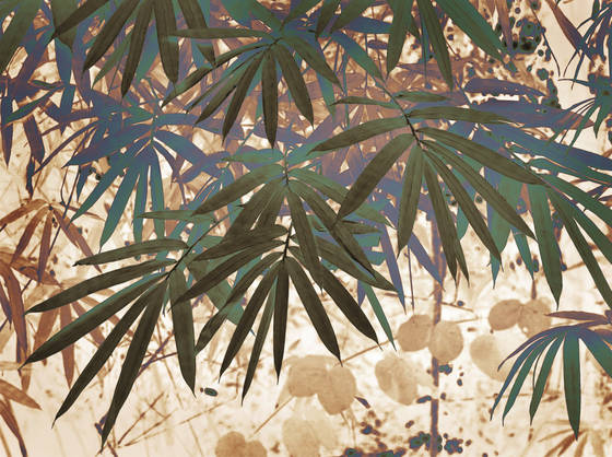 Bamboo_1