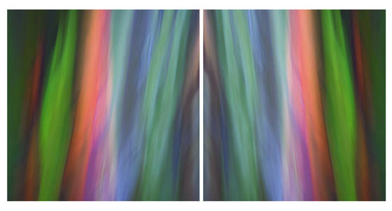Painted_eucalyptus_iii